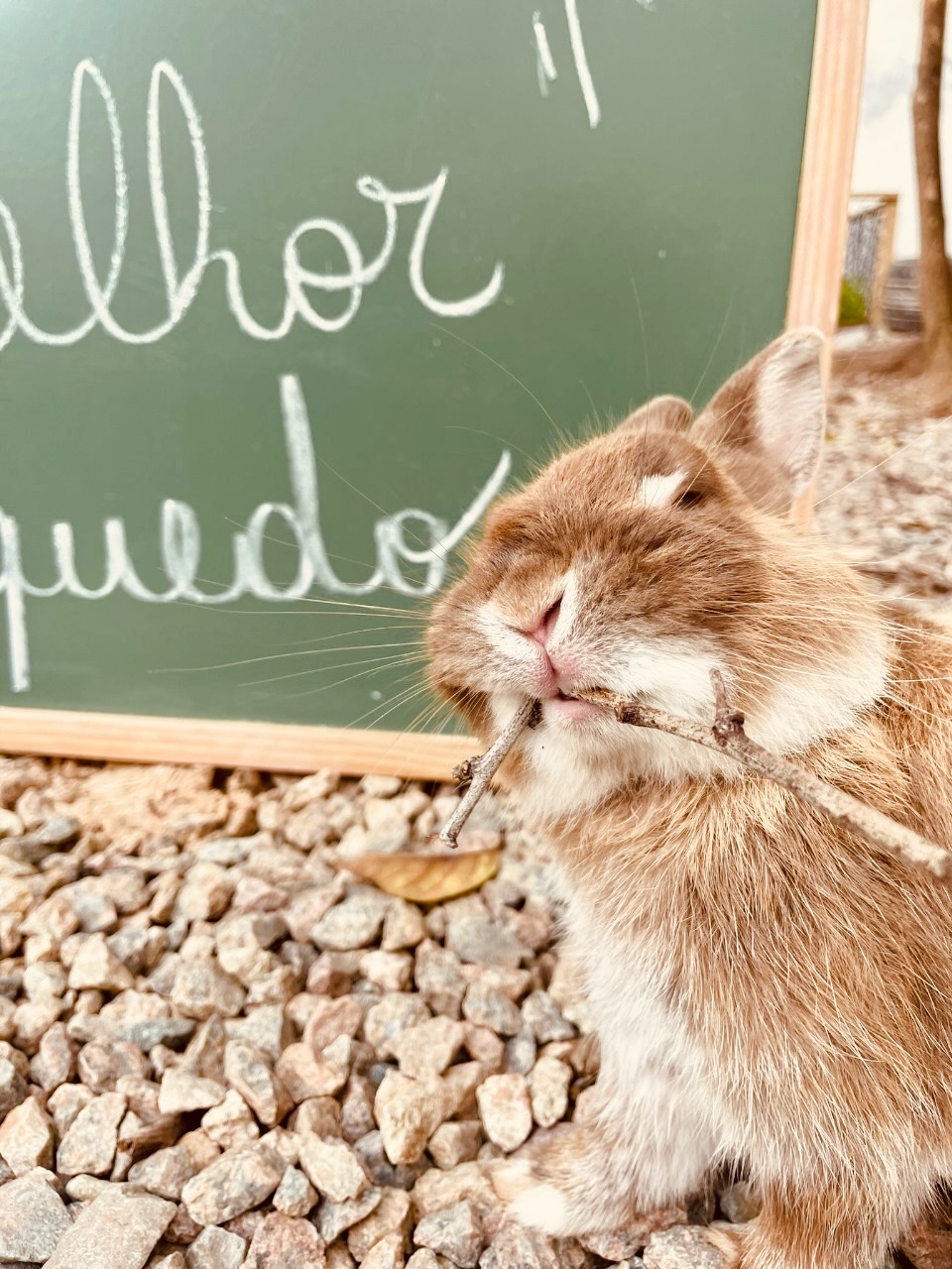 Atividade no quintal 10